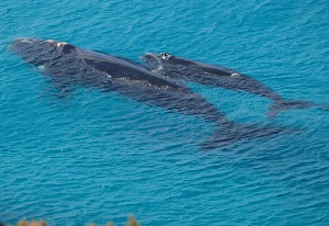 Souther Right Whales